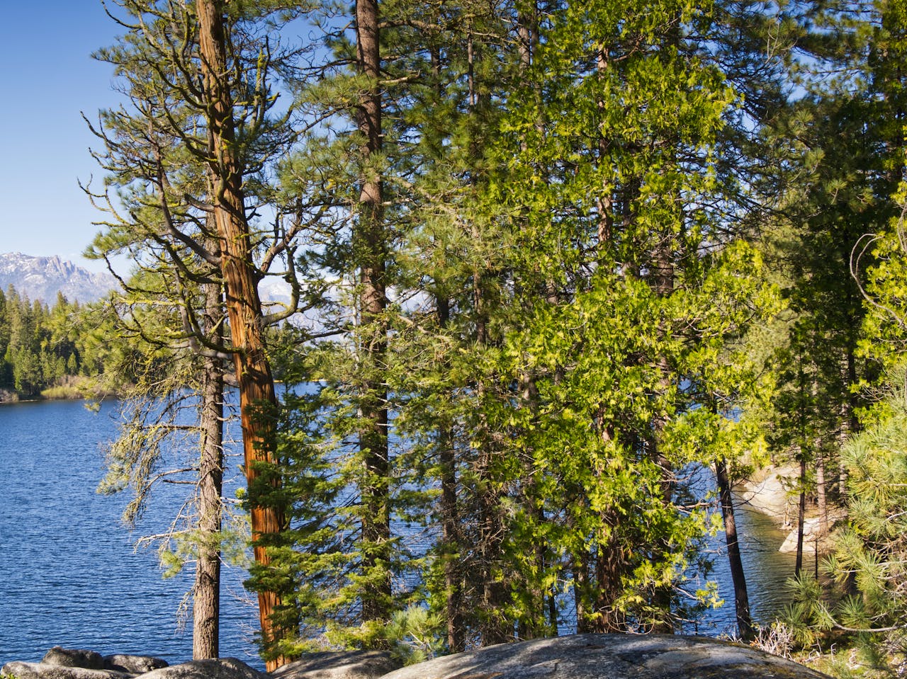 Peaceful pine forest by a clear blue lake under a bright summer sky.