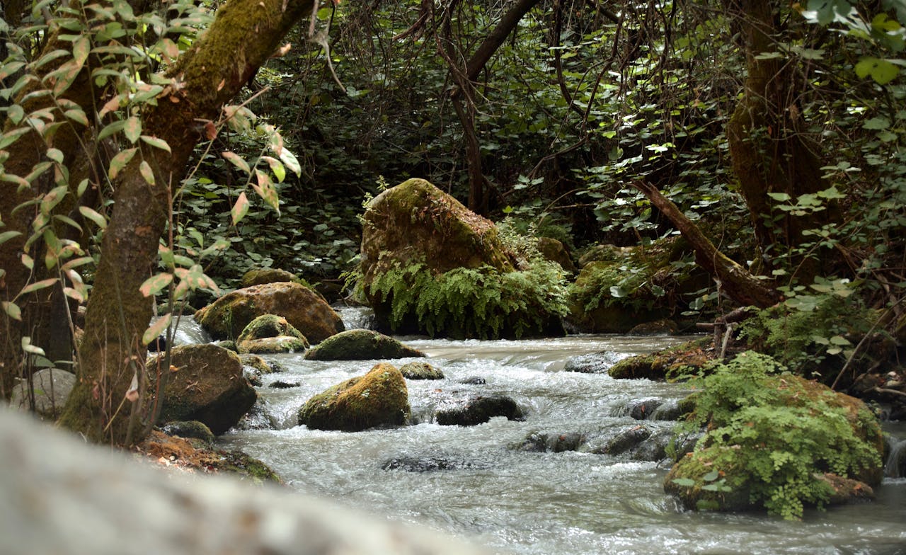 Peaceful forest stream with moss-covered rocks and lush greenery.