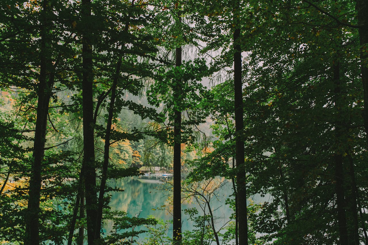 A peaceful forest scene with lush trees surrounding a calm, reflective lake, embodying tranquility.